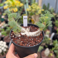 WYSIWYG - Rare Cactus – Monsonia Peniculina 2410
