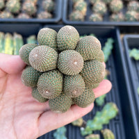 Rare Cactus - Rebutia Heliosa cluster