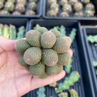 Rare Cactus - Rebutia Heliosa cluster