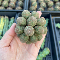 Rare Cactus - Rebutia Heliosa cluster