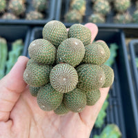 Rare Cactus - Rebutia Heliosa cluster
