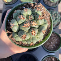 Rare Cactus - Coryphantha elephantidens var.tanshi