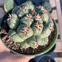 Rare Cactus - Coryphantha elephantidens var.tanshi