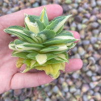 Rare Agave - Agave Potatorum Zuccarini var. verschaffeltii Shoji-Raijin cv. Mediopicta