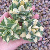 Rare Agave - Agave Potatorum Zuccarini var. verschaffeltii Shoji-Raijin cv. Mediopicta
