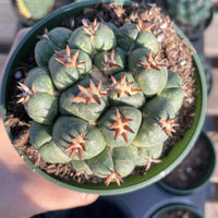 Rare Cactus - Coryphantha elephantidens var.tanshi