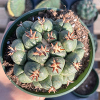 Rare Cactus - Coryphantha elephantidens var.tanshi