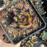 Rare Succulents - Echeveria Agavoides Ebony (2.5"-3"), Live Plant