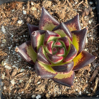 Rare Succulents - Echeveria Agavoides Ebony (2.5"-3"), Live Plant