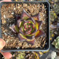 Rare Succulents - Echeveria Agavoides Ebony (2.5"-3"), Live Plant