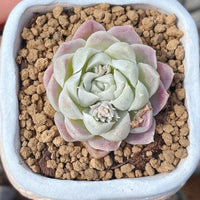 Rare Succulents - Echeveria White Elegans