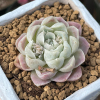 Rare Succulents - Echeveria White Elegans