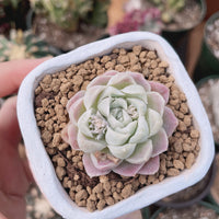 Rare Succulents - Echeveria White Elegans