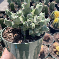 Rare Euphorbia - Euphorbia clivicola (5.5” pot)