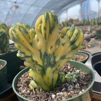 Rare Cactus - Myrtillocactus Geometrizans Crested var. Fred variegata
