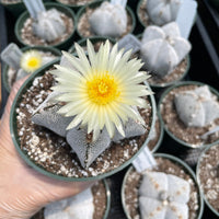 Rare Cactus - Astrophytum Onzuka (2.5”-3”)