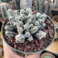 Rare Cactus - Astrophytum Myriostigma var. Columnare (4”’pot)