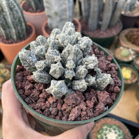 Rare Cactus - Astrophytum Myriostigma var. Columnare (4”’pot)