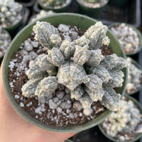Rare Cactus - Astrophytum Myriostigma var. Columnare (4”’pot)
