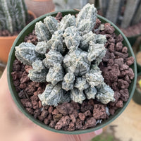 Rare Cactus - Astrophytum Myriostigma var. Columnare (4”’pot)