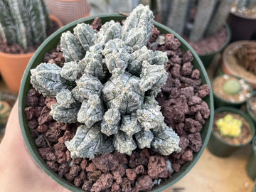 Rare Cactus - Astrophytum Myriostigma var. columnare (4”’pot)