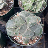 Rare Cactus - Astrophytum Myriostigma cluster (4.5” pot)