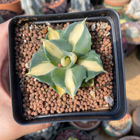 Rare Agave - Agave Potatorum Zuccarini var. verschaffeltii Shoji-Raijin cv. Mediopicta