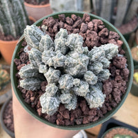 Rare Cactus - Astrophytum Myriostigma var. Columnare (4”’pot)