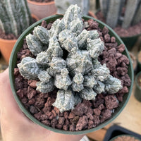 Rare Cactus - Astrophytum Myriostigma var. Columnare (4”’pot)