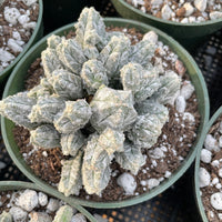 Rare Cactus - Astrophytum Myriostigma var. Columnare (4”’pot)