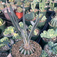 Rare Cactus - Astrophytum caput-medusae (4”pot)