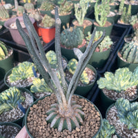 Rare Cactus - Astrophytum caput-medusae (4”pot)