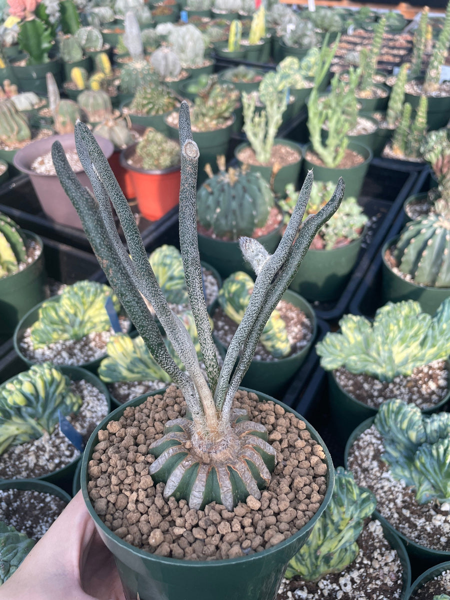 Rare Cactus - Astrophytum caput-medusae (4”’pot)