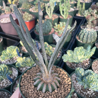 Rare Cactus - Astrophytum caput-medusae (4”’pot)