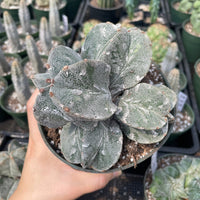 Rare Cactus - Astrophytum Myriostigma cluster (5.5” pot)