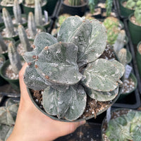 Rare Cactus - Astrophytum Myriostigma cluster (4.5” pot)
