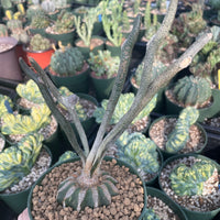 Rare Cactus - Astrophytum caput-medusae (4”pot)