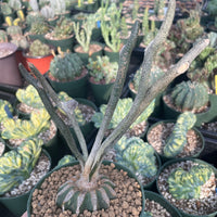 Rare Cactus - Astrophytum caput-medusae (4”pot)