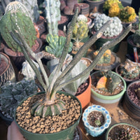 Rare Cactus - Astrophytum caput-medusae (4”pot)
