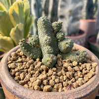 Rare Succulent - Pseudolithos Caput-Viperae hybrid (2”)