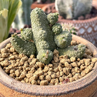 Rare Succulent - Pseudolithos Caput-Viperae hybrid (2”)