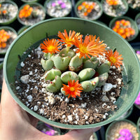 Rare Succulents - Conophytum Bilobum cluster (4” pot)