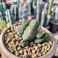 Rare Succulent - Pseudolithos Caput-Viperae hybrid (2”)