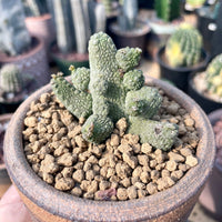 Rare Succulent - Pseudolithos Caput-Viperae hybrid (2”)