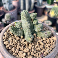 Rare Succulent - Pseudolithos Caput-Viperae hybrid (2”)