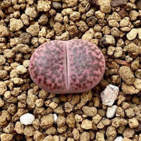 Lithops bromfieldii v. Glaudinae ‘Embers’ C393A (0.5“)