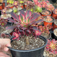 Rare Succulents - Aeonium Chanel Variegata with pups (6" pot)