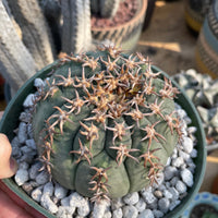 Rare Cactus - Gymnocalycium Spegzzinii v. unguispinum (5.5” pot)