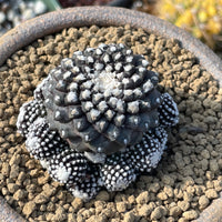 Rare Cactus - Copiapoa Tenuissima