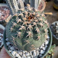 Rare Cactus - Gymnocalycium Spegzzinii v. unguispinum (5.5” pot)